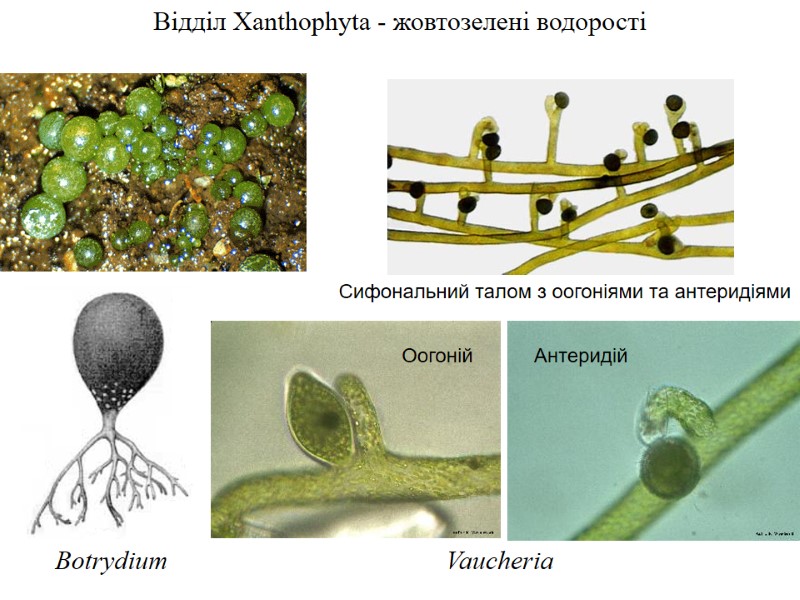 Відділ Xanthophyta - жовтозелені водорості Vaucheria Антеридій Оогоній Сифональний талом з оогоніями та антеридіями